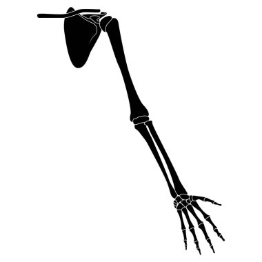 İskelet insan kolu omuz korsesi vücut kemikleri - eller, ön kollar, köprücük kemiği, kürek kemiği düz siyah renk konsepti beyaz arka planda izole edilmiş anatomi taşıyıcı illüstrasyonu