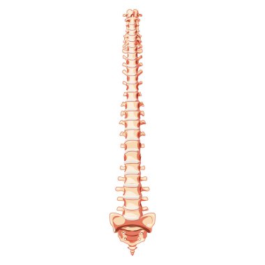 Vertebral omurga anatomisi ön ön taraftaki ön ön taraftaki vertebral disk ile. Doğal renklerde vektör düz gerçekçilik tasviri, beyaz arka planda izole omurga..