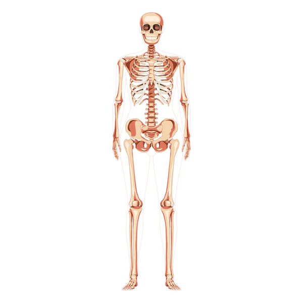 女性のスケルトン女性の概念の人体骨 女性の正面玄関からの眺め 3D現実的な解剖学的に正しいフラットガールベクトル図の解剖学的分離白 — ストックベクタ