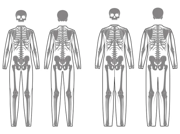 Conjunto Traje Esqueleto Ossos Humanos Frente Traseira Vista Homens Mulheres —  Vetores de Stock