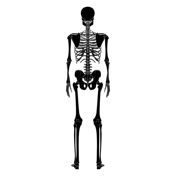 Skeleton Human Silhouette Body Bones Hands Legs Chests Vertebra Pelvis — Stock Vector
