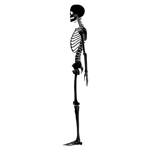 骨骼轮廓人体手 大腿侧视扁平黑色的概念在白色背景下孤立的解剖学图解 — 图库矢量图片