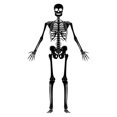 İskelet insan silueti vücut kemikleri - eller, göğüsler, kafalar, omurgalar, leğen kemikleri, kalçaların ön ön ön ön ön ön ventral görüş düz siyah renk konsept anatominin beyaz arka planda izole edilmiş anatomi vektör ilülasyonu