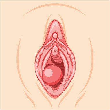 Bartholins cyst gland Female reproductive system uterus. Front view. Human Surface anatomy of the perineum external organs location scheme, vagina pain vulva blockage flat style icon