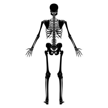 İskelet insan silueti vücut kemikleri - eller, bacaklar, göğüs, omurga, leğen kemikleri, arka arka sırt görüntüsü düz siyah renk konsept anatomi temsili beyaz arka planda izole edilmiş anatomi vektör çizimi