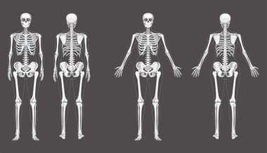 Kadın iskeleti, insan iskeleti, kadın kavramı, farklı eller pozisyonu. Bayanlar önden ve arkadan. 3D gerçekçi anatomik olarak düz kız Vector beyazı izole edilmiş anatomi çizimi