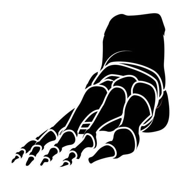 骷髅人的脚轮廓身体骨骼 前腹侧视图 腕部指节扁平黑色的概念向量在白色背景上分离的解剖学图解 — 图库矢量图片