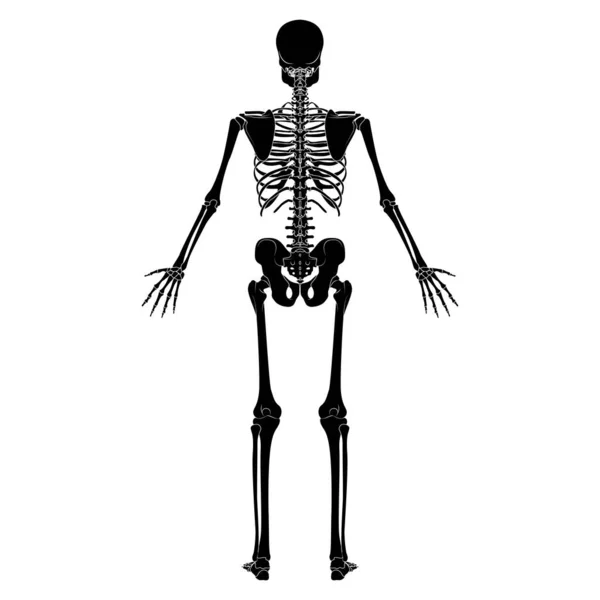 人体骨骼人体轮廓骨骼 大腿后背背向后背向后背向后背向后的扁平黑色观点平面黑色概念矢量在白色背景下孤立的解剖学图解 — 图库矢量图片