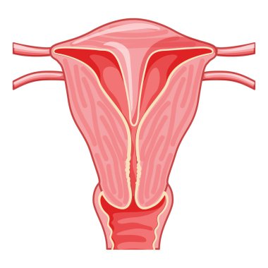 Uterine septum septate uterus dişisi üreme sistemi. Ön manzara. İnsan anatomisi iç organları konum şeması, rahim ağzı, fallop tüpü düz stil ikon vektör tıbbi illüstrasyon izole