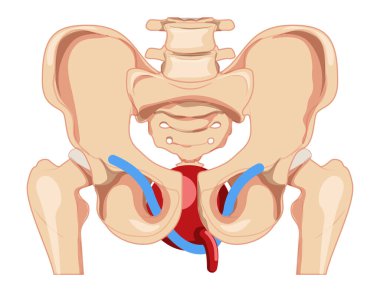 İdrar tutamama bandı transsobturator TOT Kadın stres idrar tutamama terapisi Kadın sistemi ön görüşü iskelet leğen kemiğidir. İnsan tıbbi vektör anatomisi konum şeması düz biçim simgesi