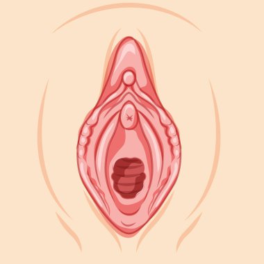 Hymenoplasty before reproductive system uterus. Front view Hymen repair restoration revirginization. Human Surface anatomy of the perineum external organs location scheme, vagina vulva flat style icon