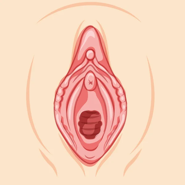 Hymenoplasty Reproductive System Uterus Front View Hymen Repair Restoration Revirginization — Stockvector