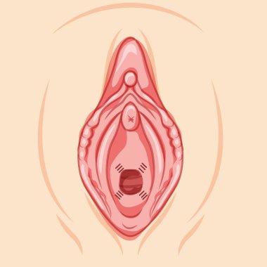 Hymenoplasty after with thread pisition reproductive system uterus. Hymen repair restoration revirginization. Human Surface anatomy of the perineum external organs, vagina vulva flat style icon