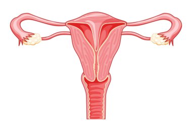 Uterine septum septate uterus dişisi üreme sistemi. Bir kesikte ön manzara. İnsan anatomisi iç organları şeması, rahim ağzı, yumurtalık, fallop tüpü düz stil ikon taşıyıcı tıbbi illüstrasyon izole edildi