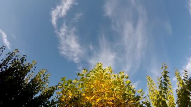 Céu Azul Com Nuvens Cirrus Passando Primeiro Plano Tulipa Liriodendrum — Vídeo de Stock