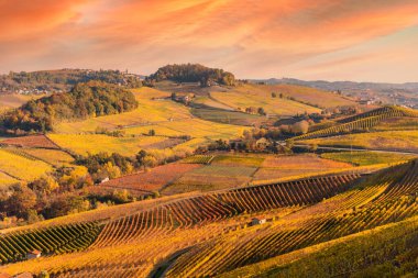 İtalya 'nın Langhe kentindeki Barolo bölgesinin tepelerinde sonbaharda sıcak günbatımı renklerine sahip bir gökyüzünde Nebbiolo üzümlerinin güzel bağlarıyla manzara.