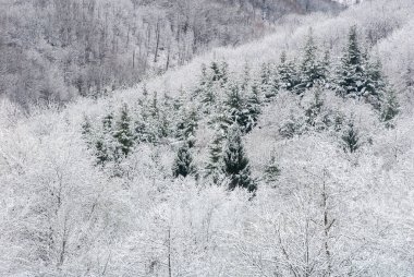 Ormandaki ağaçların dallarında buz ve kar var.