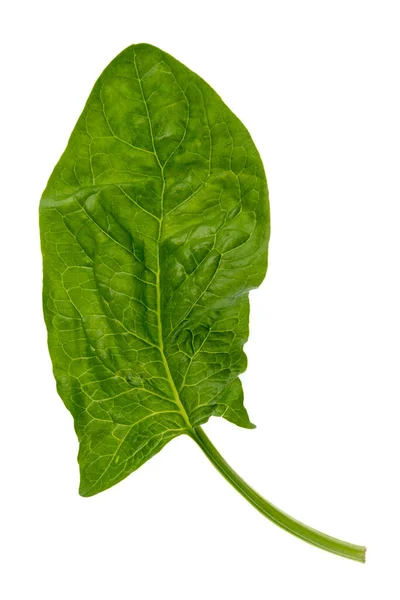 Zelený List Špenátu Izolovaný Bílém Pozadí Horní Pohled Plochý Ležel — Stock fotografie