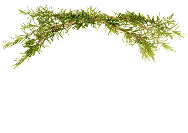 Rosemary Sprigs Frame Isolated White Copy Space Ideal Greeting Cards — Stock Photo, Image