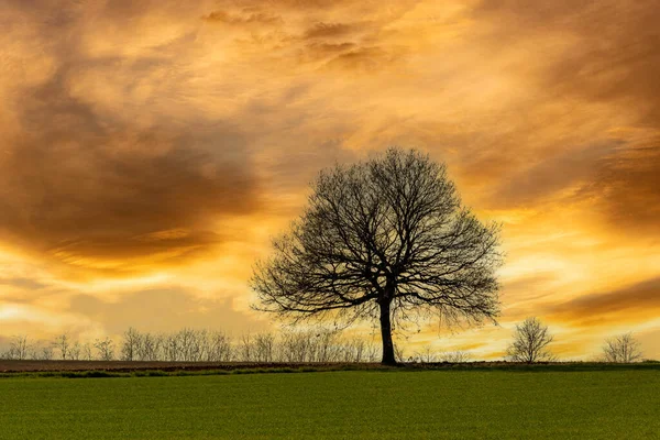 Sylwetka Drzewa Spektakularnym Niebie Zachodem Słońca Kolorowe Chmury Zielona Łąka — Zdjęcie stockowe