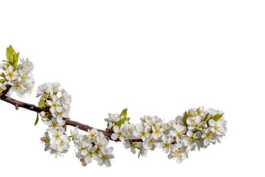 Dal üzerinde beyaz erik ağacı çiçekleri alt çerçeve kadar beyaz olarak izole edilir. Yol kırpılıyor; pankartlar için grafiksel kaynak; etiketler; tebrik kartları