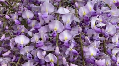 Wisteria çiçekleri yakın, yatay doli kaydırıcı