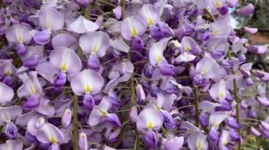 Arı toplayan Wisteria çiçekleri, yaklaşın, yatay doli kaydırıcı