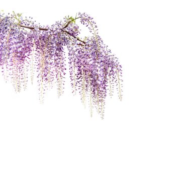 Wisteria flowers branch isolated on white, copy space, ideal for greeting cards and banner or label or wallpaper clipart