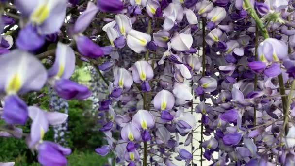 Wisteria Flowers Close Horizontal Dolly Slider Follow Selective Focus — ストック動画