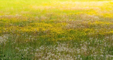 Sarı düğün çiçeği ve karahindiba çiçekli bahar çayırı, bulanık ve aşırı maruz kalmış arka plan. Pankart, tebrik kartı ve duvar kağıdı için ideal