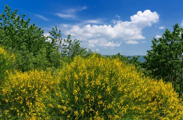Τοπίο Ανθισμένους Κίτρινους Θάμνους Γαλάζιο Ουρανό Λευκά Σύννεφα — Φωτογραφία Αρχείου