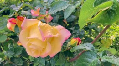 Yağmurdan sonra su damlalarıyla Barış Gülü, yatay doli kaydırıcı