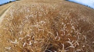 Bulutlu mavi gökyüzünde altın buğday tarlaları ve balık gözlerinde vinç hareketi