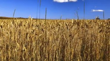 Mavi gökyüzünde rüzgarda esen olgun kulaklı altın buğday. Ukrayna bayrağının renklerine sahip yatay, tarım manzarası