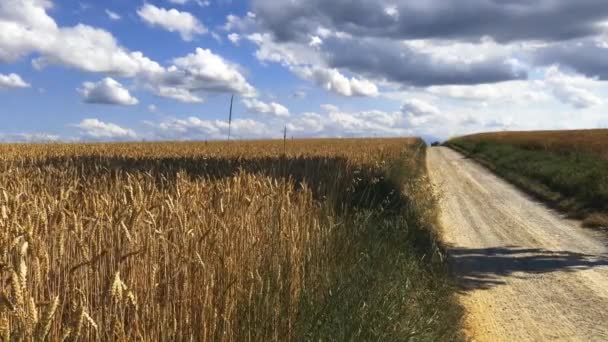 Goldene Weizenfelder Mit Landstraße Wolkenverhangenen Blauen Himmel Mit Horizontaler Schiebereglerbewegung — Stockvideo