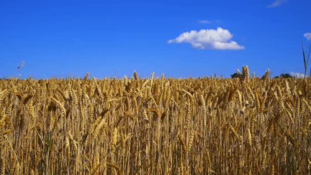 Trigo Dorado Con Espigas Maduras Soplando Viento Campo Cielo Azul — Vídeos de Stock