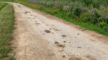 Çiçekli yeşil çayırları olan köy yolu. Dolly kaydırma hareketi