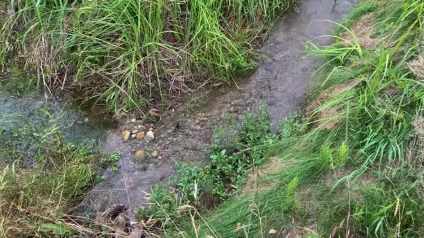 牧草地の近くを流れる水 牧草地の間の水源 牧草地の間を流れる水 田畑灌漑 — ストック動画