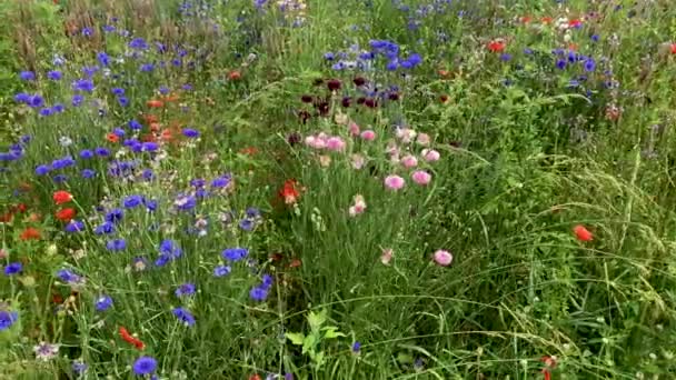 野生の花と夏の花の草原 ケシや異なる色のコーンフラワー上のドリースライダーの動き ミツバチや昆虫に最適な栽培方法 — ストック動画