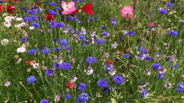 野生の花と夏の花の草原 ポピーのパノラマの動きと異なる色のコーンフラワー ミツバチや昆虫に最適な栽培方法 — ストック動画