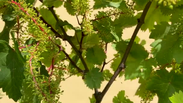 在黄色背景下开着的小束葡萄的藤蔓 圆滑的运动 — 图库视频影像