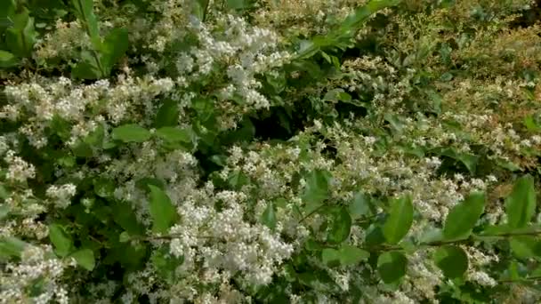 Boxwood Virágzó Méhek Rovarok Buxus Sempervirens Fehér Illatos Virágok Dolly — Stock videók