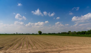 Po Vadisi 'nde (Padain Ovası) Racconigi, Piedmont yakınlarında genç mısır bitkileriyle dolu bir tarla.