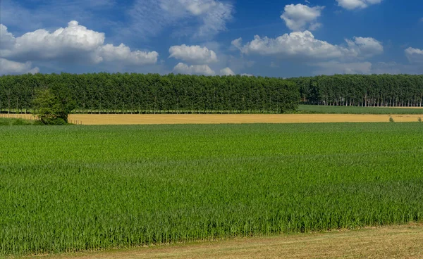 Campos Milho Trigo Com Plantações Álamo Céu Azul Com Nuvens — Fotografia de Stock