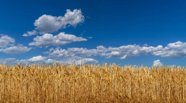 Gyllene Vete Med Mogna Öron Blå Sommarhimmel Landskap Banner Perfekt — Stockfoto