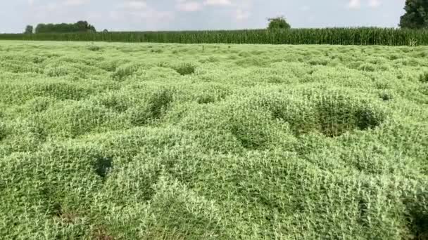 パンカリエリ ピエモンテ州 イタリアでのアブサンの大規模な栽培に関するスライダーの動き 芳香族ハーブや医薬品ハーブの栽培で有名なエリア — ストック動画