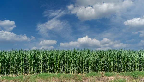 Cornfield Céu Azul Verão Com Nuvens Brancas Bandeira Paisagem Ideal — Fotografia de Stock
