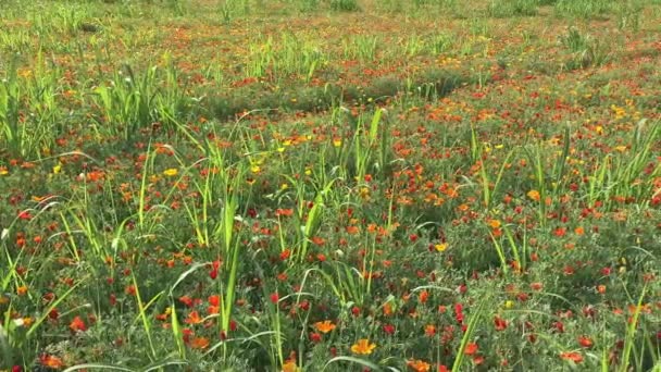 カリフォルニアのケシの花のフィールドまたはエスカルジアのカリフォルニア 医薬品の使用のためのハーブ イタリアのパナカリエリの栽培芳香 医薬品のハーブの栽培のための有名な領域 — ストック動画