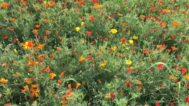 Kaliforniens Vallmo Blommor Fält Eller Escholzia Kalifornien Ört För Farmaceutiskt — Stockvideo