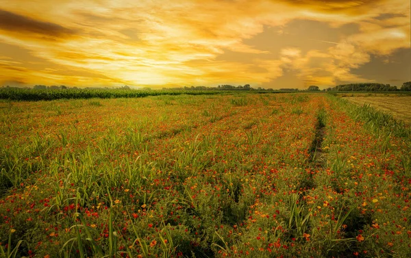 Campo Flores Papoula Califórnia Eschscholzia Californica Paisagem Pictórica Com Pôr — Fotografia de Stock